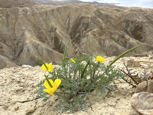 Channel Island poppy (Eschscholzia ramosa)