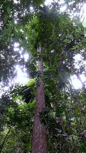 Eschweilera alvimii: Eschweilera alvimii S.A.Mori