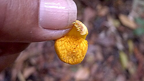 Eschweilera alvimii: Eschweilera alvimii S.A.Mori