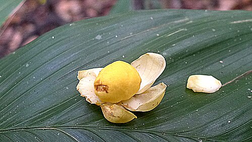 Eschweilera alvimii: Eschweilera alvimii S.A.Mori