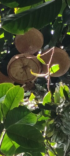 Eschweilera antioquensis (Eschweilera antioquensis)