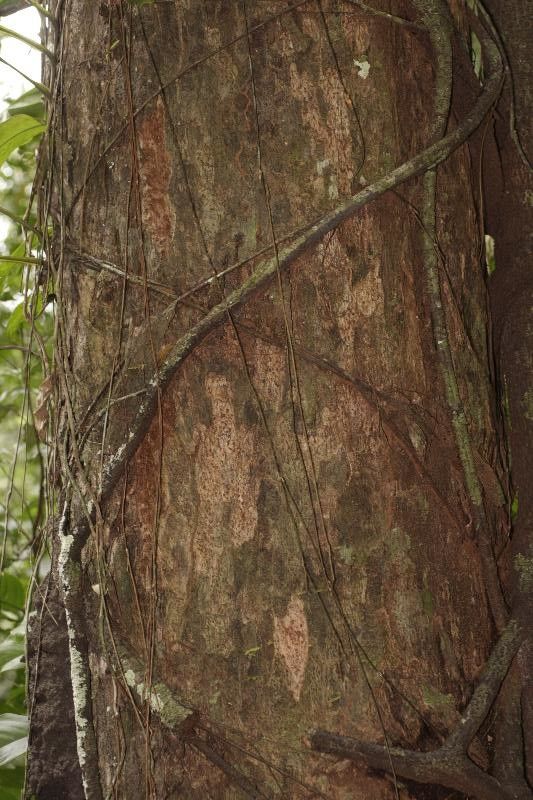 Eschweilera apiculata (Eschweilera apiculata)