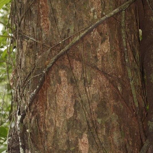 Eschweilera apiculata (Eschweilera apiculata)