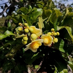 Eschweilera nana (Eschweilera nana)
