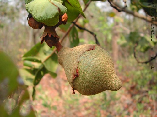 Eschweilera nana (Eschweilera nana)