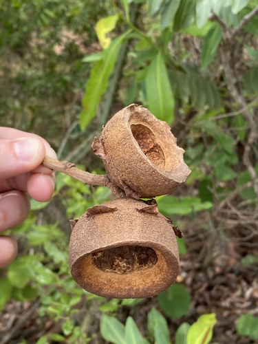 Eschweilera nana (Eschweilera nana)