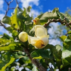 Eschweilera nana (Eschweilera nana)