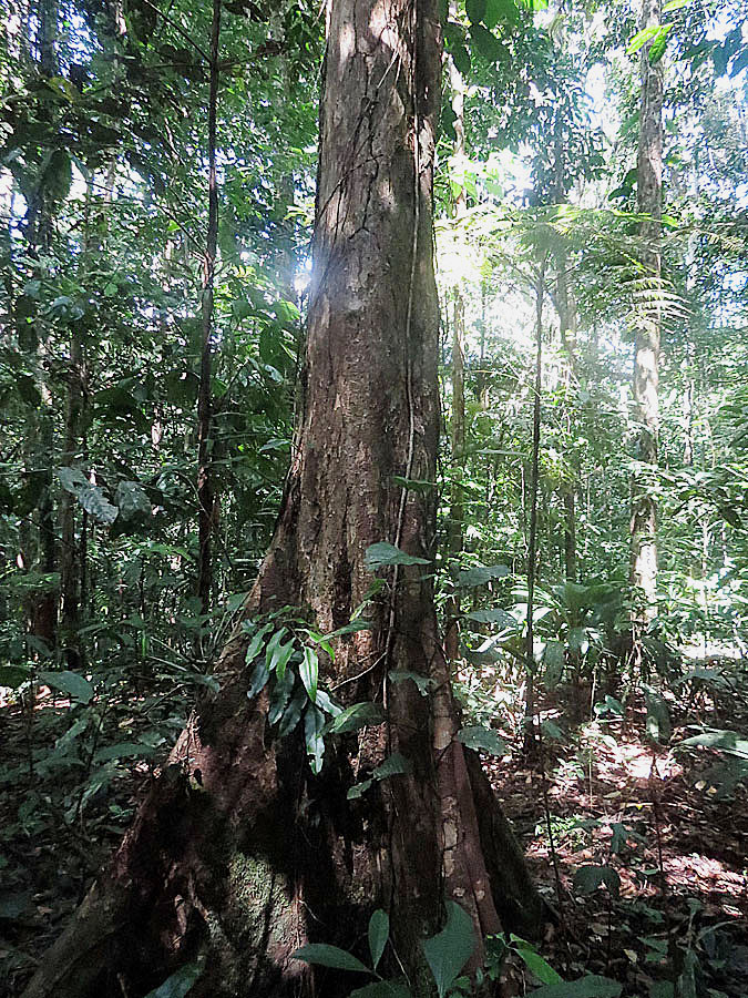 Eschweilera ovalifolia: A Matamata Tree near the Matamata River, Amacayacu Park, Colombia. Found mainly in the Amazon Basin and appreciated for strong wood. Lecythidaceae