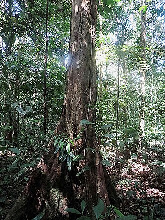 Eschweilera ovalifolia: A Matamata Tree near the Matamata River, Amacayacu Park, Colombia. Found mainly in the Amazon Basin and appreciated for strong wood. Lecythidaceae