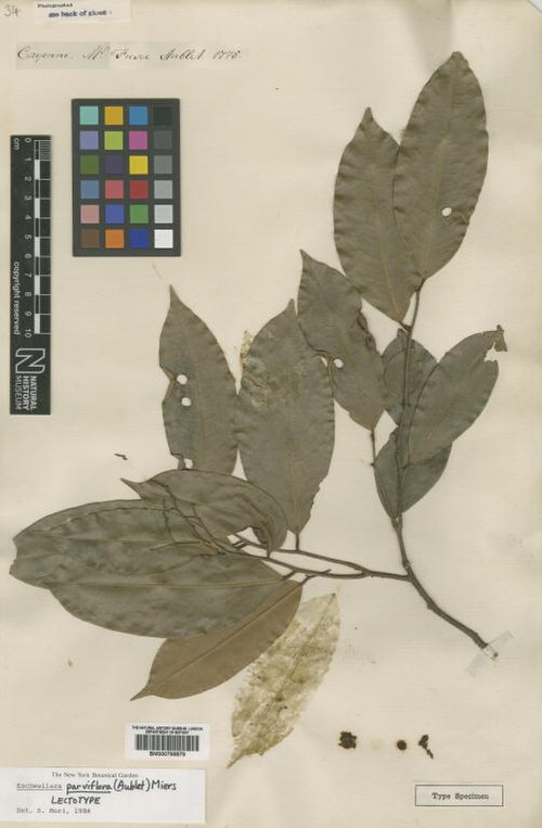 Eschweilera parviflora: Lecythis parviflora Aubl. (= Eschweilera parviflora (Aubl.) Miers ) - herbier collecté par Aublet en Guyane, conservé au British Museum BM000795575