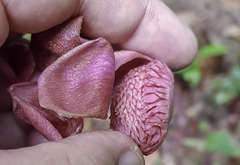 Eschweilera pedicellata (Eschweilera pedicellata)