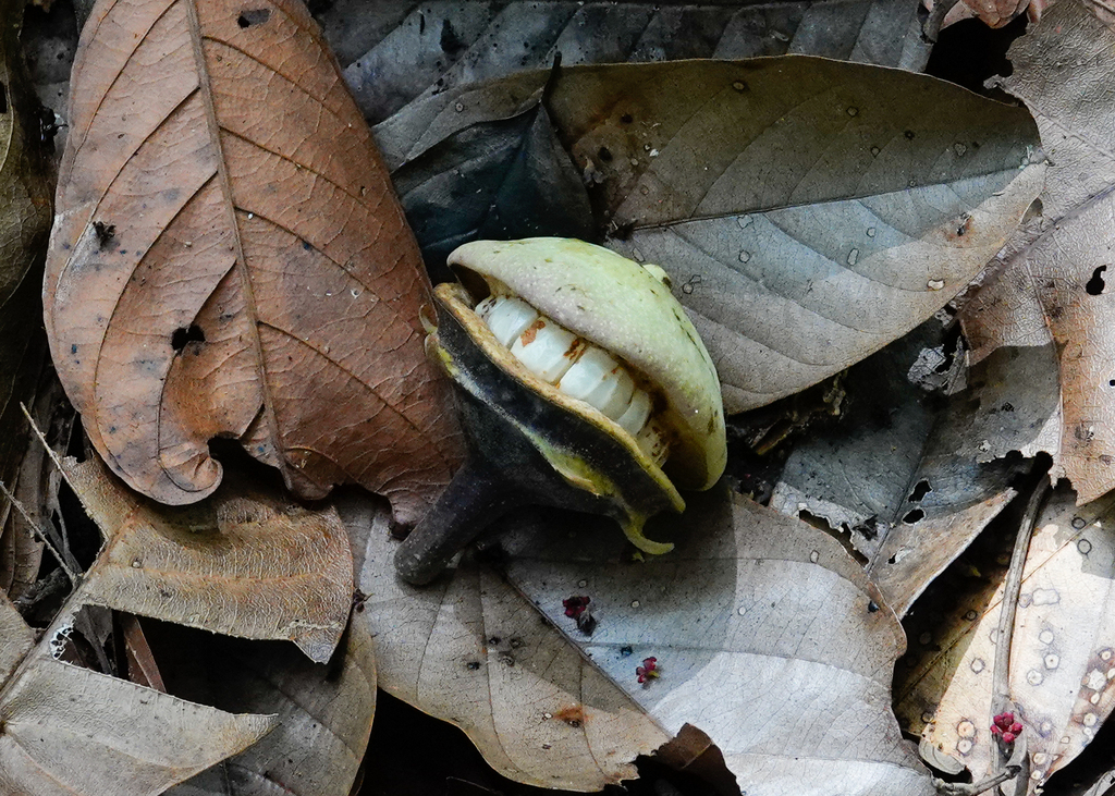 Eschweilera pedicellata (Eschweilera pedicellata)