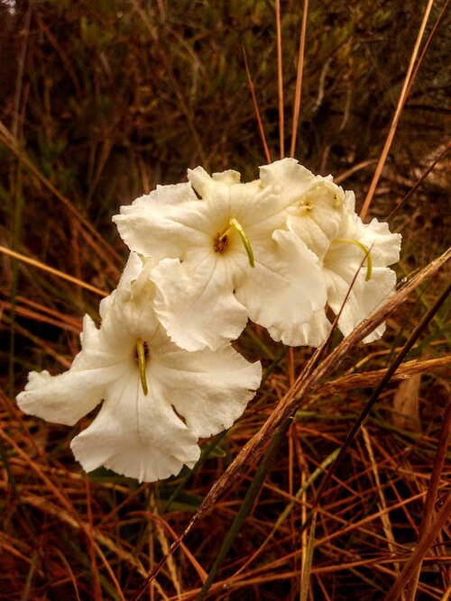 Escobedia grandiflora: Flores de Escobedia grandiflora observada en Duitama, Boyacá, Colombia