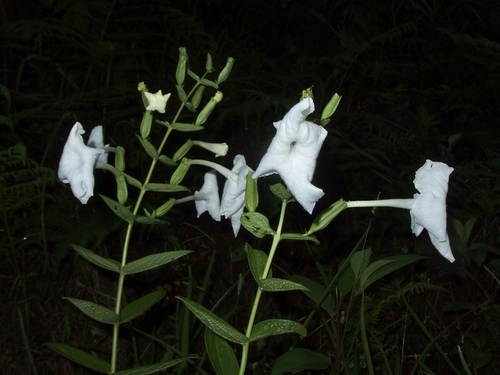 Escobedia grandiflora (Escobedia grandiflora)