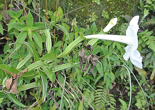 Escobedia grandiflora: Escobedia grandiflora, near Puyo, Ecuador
