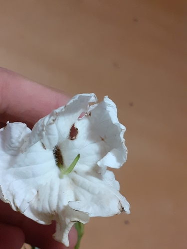 Escobedia grandiflora (Escobedia grandiflora)
