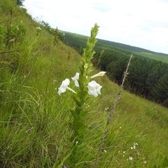 Escobedia grandiflora (Escobedia grandiflora)