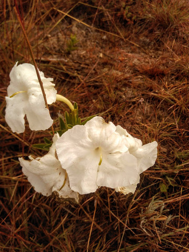 Escobedia grandiflora (Escobedia grandiflora)
