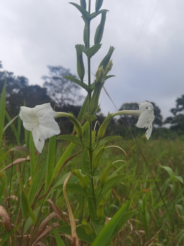 Escobedia grandiflora (Escobedia grandiflora)