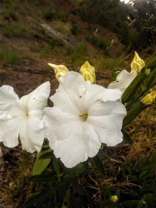 Escobedia grandiflora: Flowers of Escobedia grandiflora
