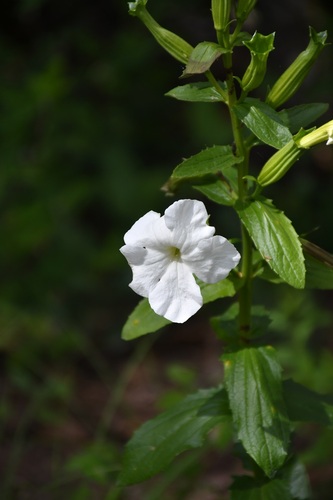 Escobedia grandiflora (Escobedia grandiflora)