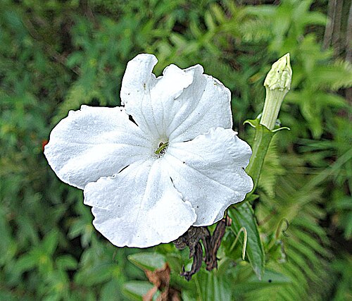 Escobedia grandiflora: Escobedia grandiflora, near Puyo, Ecaudor