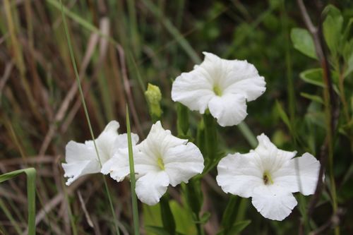 Escobedia grandiflora (Escobedia grandiflora)