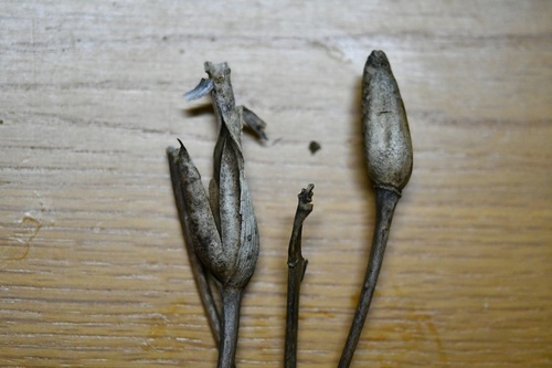 Escobedia laevis (Escobedia laevis)