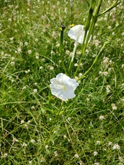 Escobedia laevis (Escobedia laevis)