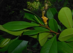 Espadaea amoena (Espadaea amoena)