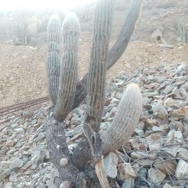 Cotton ball cactus (Espostoa lanata)
