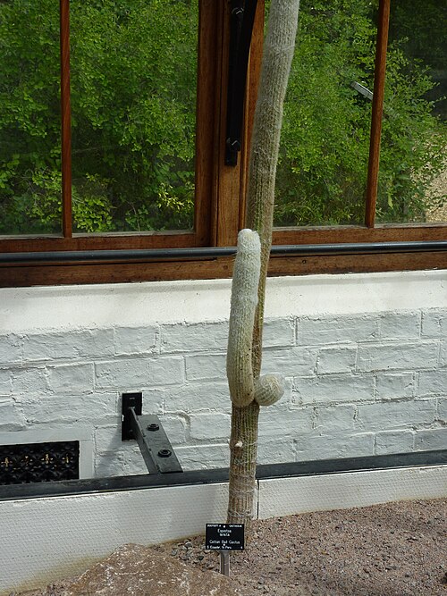 Cotton ball cactus: Taken in the Cambridge University Botanic Garden