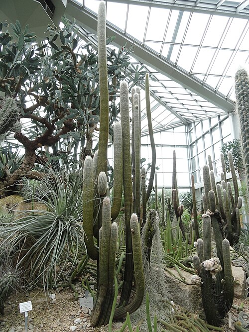 Cotton ball cactus: Botanical specimen in the Palmengarten, Frankfurt am Main, Germany.