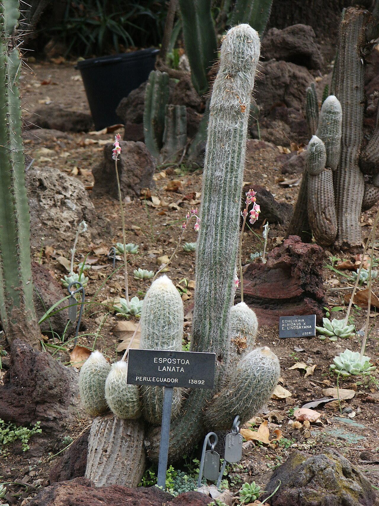 Cotton ball cactus: Espostoa lanata in the front, Echiveria albicans X E. lindsayana rosettes behind them - Huntington Library Desert Garden May 2009