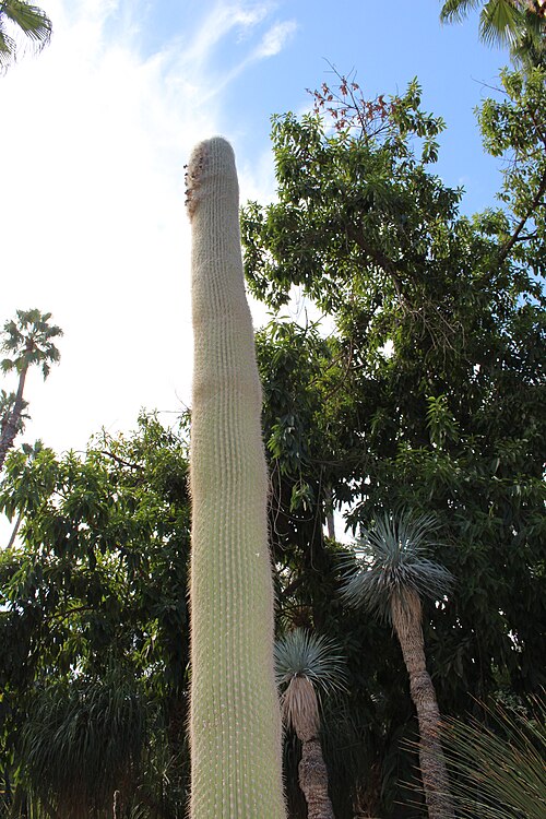 Cotton ball cactus: Espostoa lanata in Majorelle Garden, Marrakesh, Morocco.