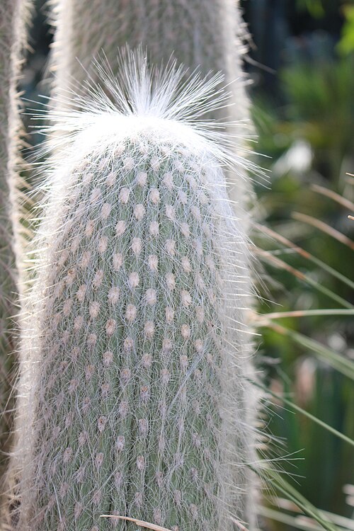 Cotton ball cactus: Espostoa lanata in Majorelle Garden, Marrakesh, Morocco.