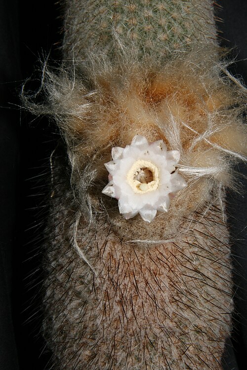Cactus: flowering plant from type locality, N Bahia, Brasil