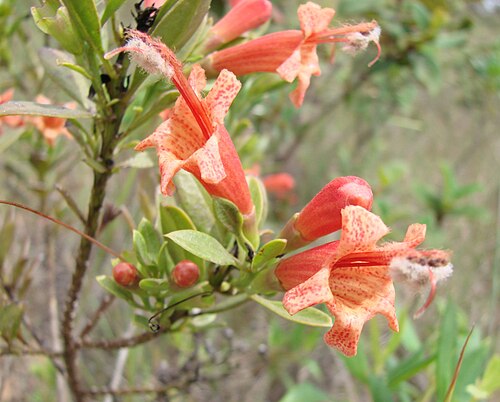 Esterhazya macrodonta: Esterhazya macrodonta - OROBANCHACEAE Parque Nacional de Brasília - Distrito Federal - Brasil.