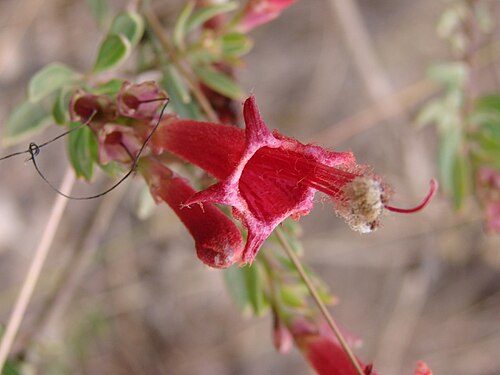 Esterhazya nanuzae: Esterhazya nanuzae V.C. Souza - OROBANCHACEAE - Parque Estadual do Biribiri - Serra do Espinhaço - Diamantina - Minas Gerais - Brasil.