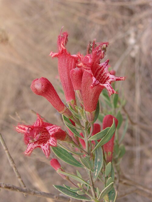 Esterhazya nanuzae: Esterhazya nanuzae - OROBANCHACEAE - Parque Estadual do Biribiri - Serra do Espinhaço - Diamantina - Minas Gerais - Brasil.
