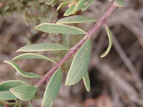 Esterhazya nanuzae: Esterhazya nanuzae - OROBANCHACEAE - Parque Estadual do Biribiri - Serra do Espinhaço - Diamantina - Minas Gerais - Brasil.