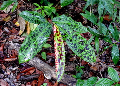 Etlingera brevilabrum (Etlingera brevilabrum)