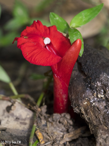 Etlingera brevilabrum (Etlingera brevilabrum)
