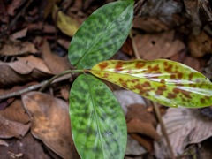 Etlingera brevilabrum (Etlingera brevilabrum)