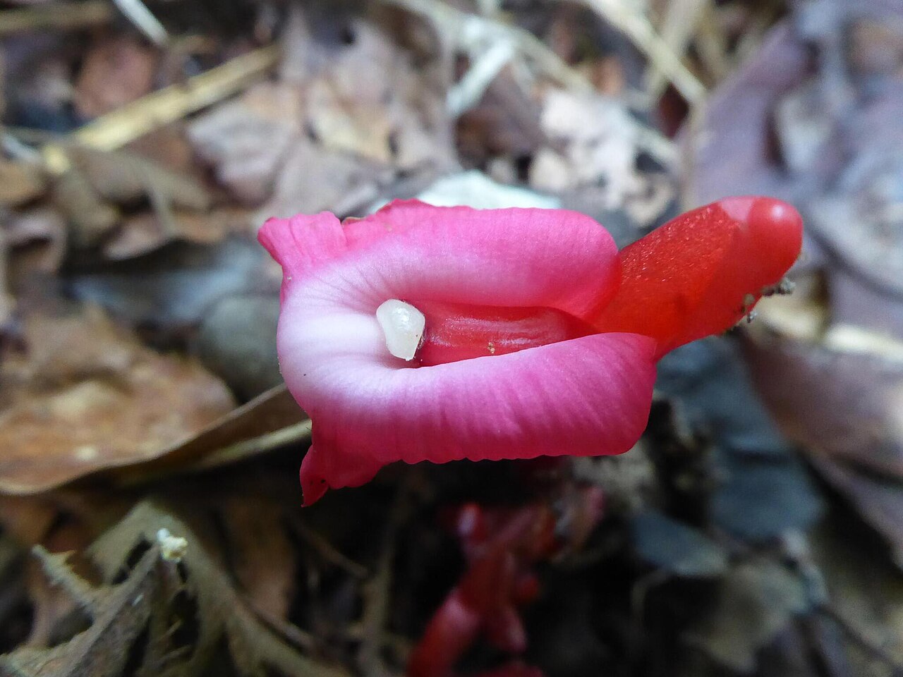 Etlingera brevilabrum: Etlingera brevilabrum from Brunei.