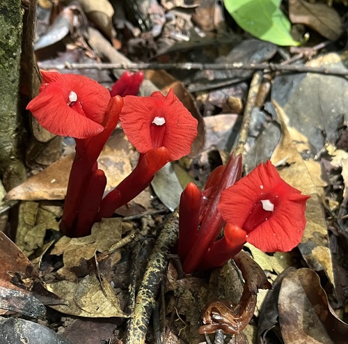 Etlingera brevilabrum (Etlingera brevilabrum)
