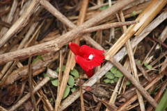Etlingera brevilabrum (Etlingera brevilabrum)