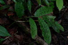 Etlingera brevilabrum (Etlingera brevilabrum)