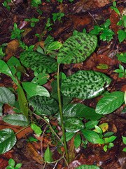Etlingera brevilabrum (Etlingera brevilabrum)