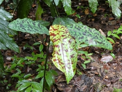 Etlingera brevilabrum (Etlingera brevilabrum)